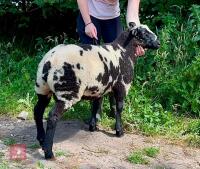 PEDIGREE DUTCH SPOTTED RAM LAMB - 6