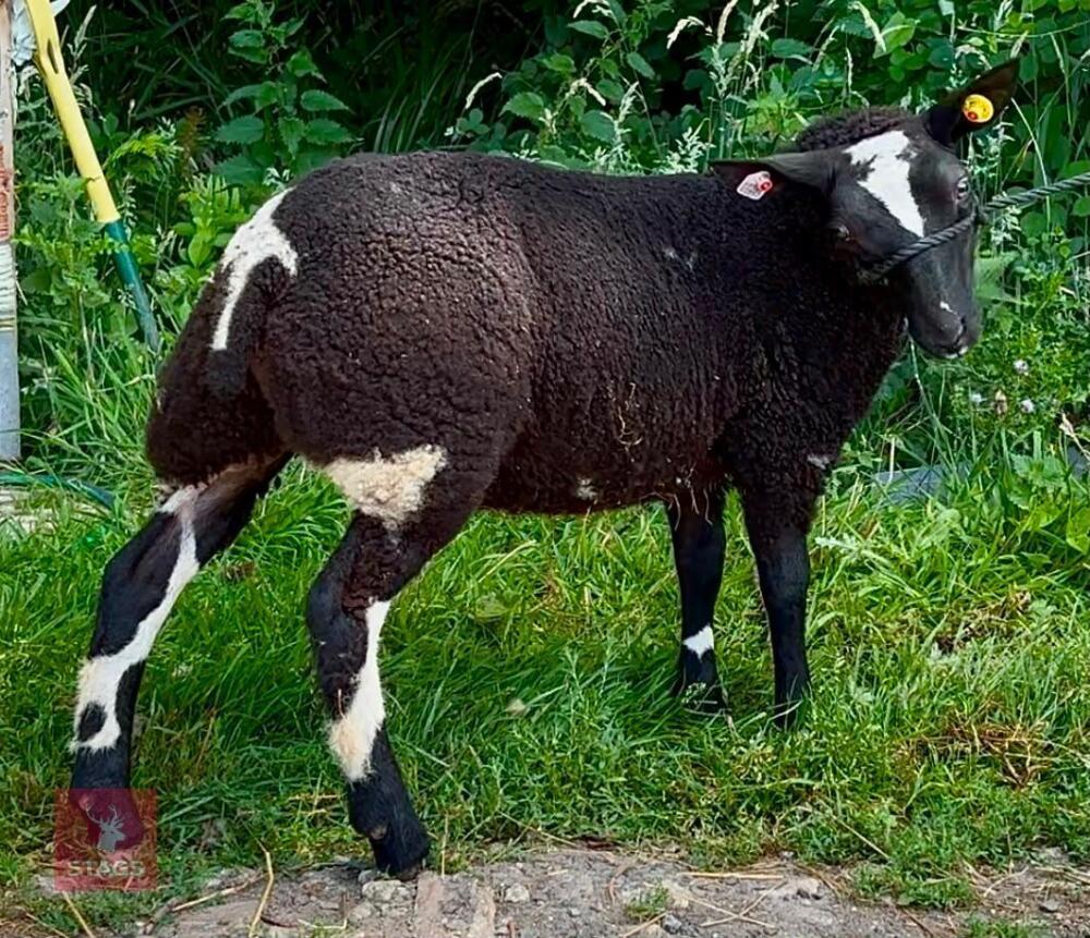 PEDIGREE DUTCH SPOTTED EWE LAMB