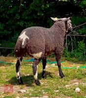 PEDIGREE DUTCH SPOTTED EWE LAMB - 2