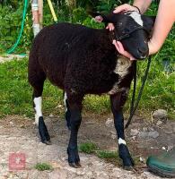 PEDIGREE DUTCH SPOTTED EWE LAMB - 3