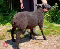 PEDIGREE DUTCH SPOTTED EWE LAMB