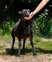 PEDIGREE DUTCH SPOTTED EWE LAMB - 2