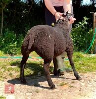 PEDIGREE DUTCH SPOTTED EWE LAMB - 3