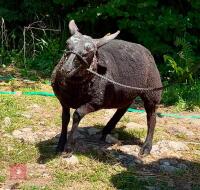 PEDIGREE DUTCH SPOTTED EWE LAMB - 4