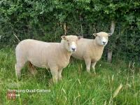 2 X 1YO PEDIGREE RYELAND EWES - BIDS PER LIFE
