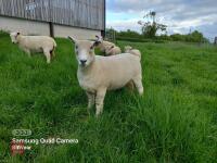 2 X 1YO PEDIGREE RYELAND EWES - BIDS PER LIFE - 2