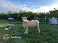 2 X 1YO PEDIGREE RYELAND EWES - BIDS PER LIFE - 3