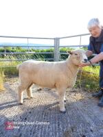 2 X 1YO PEDIGREE RYELAND EWES - BIDS PER LIFE - 6