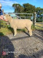 2 X 1YO PEDIGREE RYELAND EWES - BIDS PER LIFE - 7