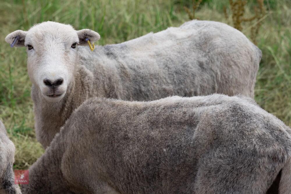 19 FLOCK AGED HERDWICK EWES - BIDS PER LIFE
