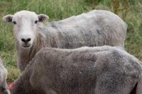 19 FLOCK AGED HERDWICK EWES - BIDS PER LIFE