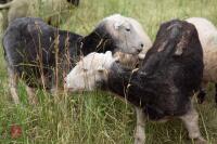 19 FLOCK AGED HERDWICK EWES - BIDS PER LIFE - 2