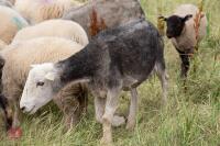 19 FLOCK AGED HERDWICK EWES - BIDS PER LIFE - 3