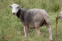 19 FLOCK AGED HERDWICK EWES - BIDS PER LIFE - 5