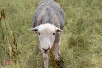 19 FLOCK AGED HERDWICK EWES - BIDS PER LIFE - 6