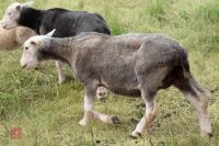 19 FLOCK AGED HERDWICK EWES - BIDS PER LIFE - 7