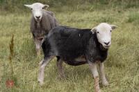 19 FLOCK AGED HERDWICK EWES - BIDS PER LIFE - 8