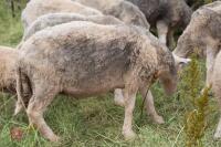 19 FLOCK AGED HERDWICK EWES - BIDS PER LIFE - 9
