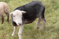 19 FLOCK AGED HERDWICK EWES - BIDS PER LIFE - 10