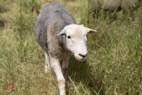 19 FLOCK AGED HERDWICK EWES - BIDS PER LIFE - 11