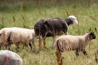 19 FLOCK AGED HERDWICK EWES - BIDS PER LIFE - 12