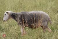 19 FLOCK AGED HERDWICK EWES - BIDS PER LIFE - 13