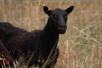 7 PURE BLACK WELSH MOUNTAIN EWES - BIDS PER LIFE