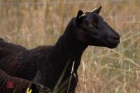 7 PURE BLACK WELSH MOUNTAIN EWES - BIDS PER LIFE - 3