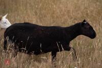 7 PURE BLACK WELSH MOUNTAIN EWES - BIDS PER LIFE - 4