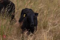 7 PURE BLACK WELSH MOUNTAIN EWES - BIDS PER LIFE - 5