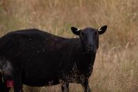 7 PURE BLACK WELSH MOUNTAIN EWES - BIDS PER LIFE - 6