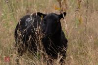 7 PURE BLACK WELSH MOUNTAIN EWES - BIDS PER LIFE - 7