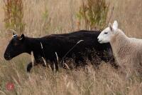 7 PURE BLACK WELSH MOUNTAIN EWES - BIDS PER LIFE - 8