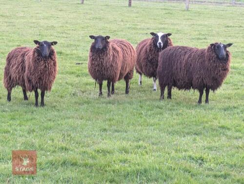 9 MIXED AGE DUTCH SPOTTED GRADE 4 EWES - BIDS PER LIFE
