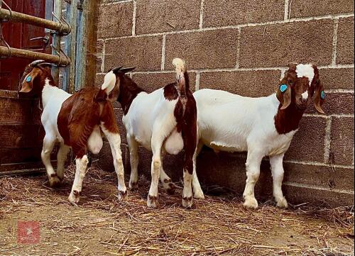4 PUREBRED RED BOER & BOER BUCK KIDS - BIDS PER LIFE