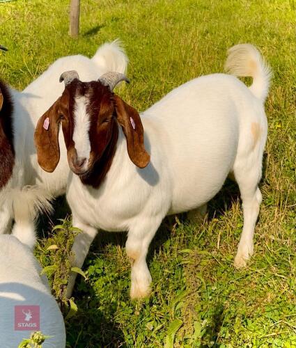 PEDIGREE BOER BUCKLING