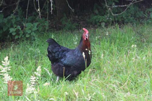 3YO RHODE ROCK HEN