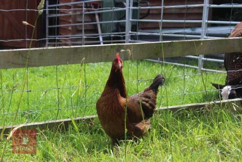 3YO PARTRIDGE LEGHORN HEN
