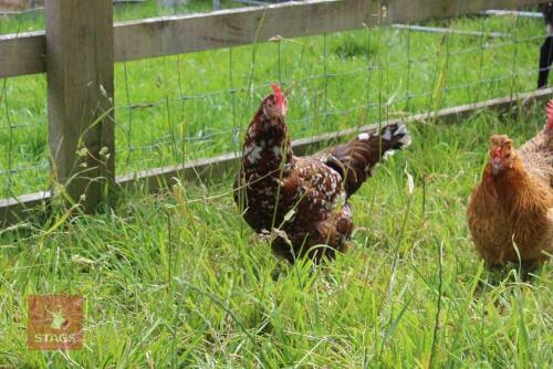 3YO MOTTLED LEGHORN HEN