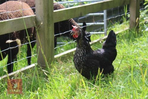 3YO SILVER SUSSEX HEN