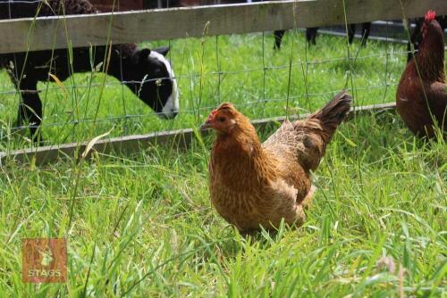 4YO DEVON BLUE HEN