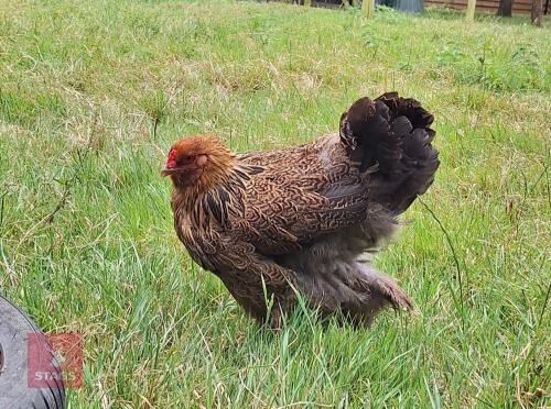 1YO GOLD PENCILED BRAHMA HEN