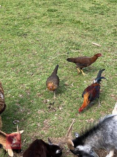 TRIO OF GOLD OLD ENGLISH GAME FOWL - BIDS PER LIFE