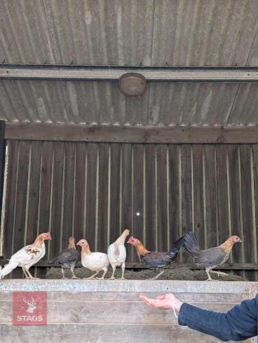 TRIO OF OLD ENGLISH GAME FOWL - BIDS PER LIFE
