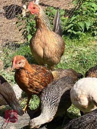 TRIO OF OLD ENGLISH GAME FOWL - BIDS PER LIFE