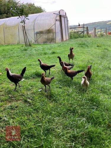TRIO OF OLD ENGLISH GAME FOWL - BIDS PER LIFE