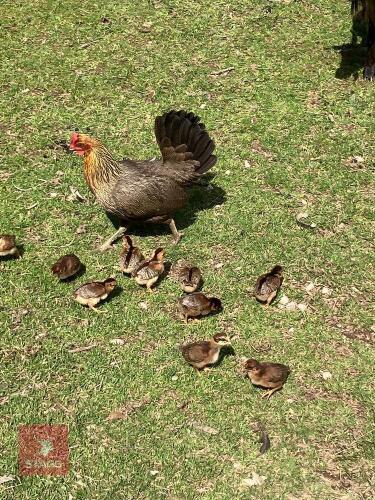 OLD ENGLISH X ASEEL HEN & CHICKS - BIDS FOR THE GROUP