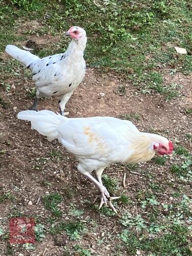 PAIR OF ASEEL X OLD ENGLISH - BIDS PER LIFE
