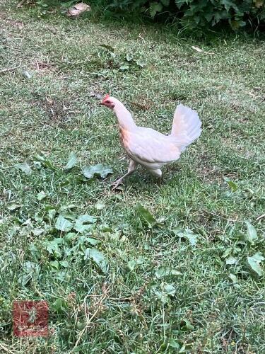 WHITE OLD ENGLISH GAME HEN