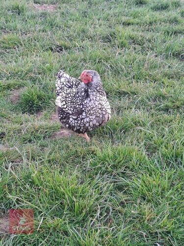 QUARTET SILVER LACED WYANDOTTE BANTAMS - BIDS PER LIFE